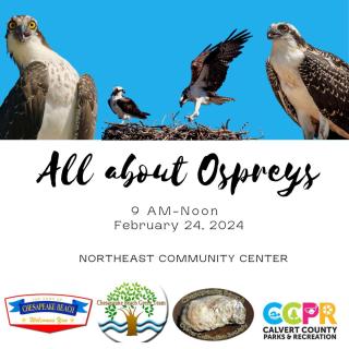 All about Ospreys