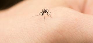 mosquito image