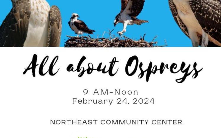 All About Ospreys
